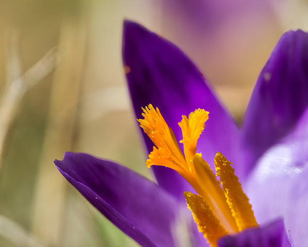 藏红花藏红花花图片下载