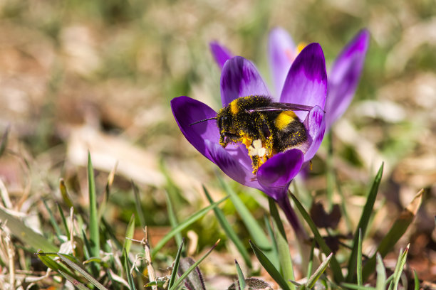 番红花配大黄蜂花图片下载