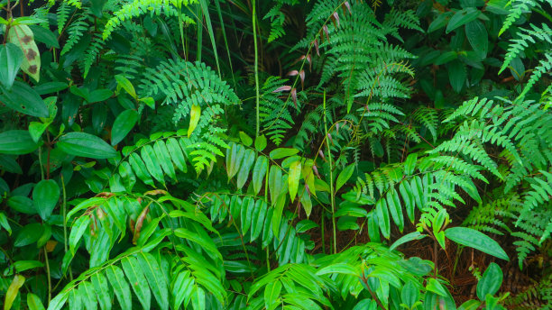 美丽的绿叶作为背景图片下载