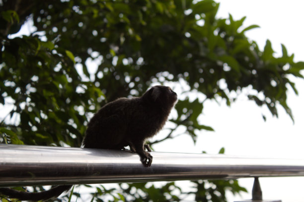 巴西里约热内卢甜面包山上的猴子图片下载