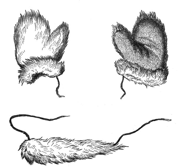 古董插图-狐狸尾巴和手套图片下载