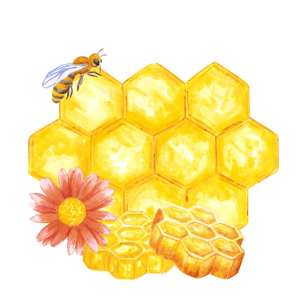 手绘水彩蜂蜜构图在白色背景。剪贴簿设计，标志，标签，横幅。图片下载