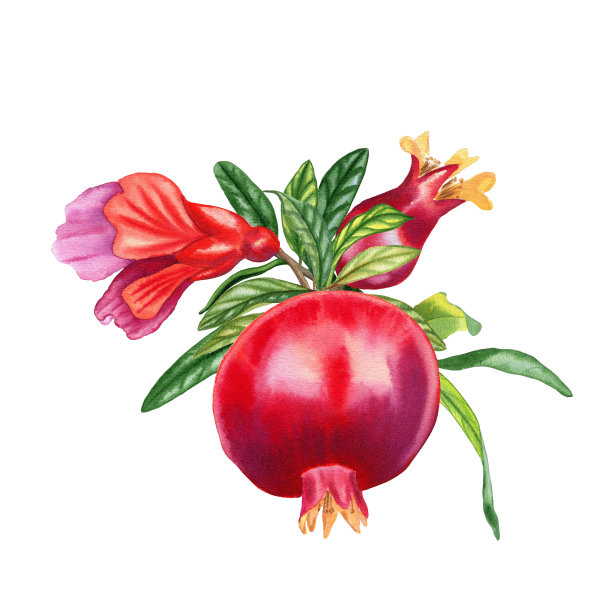 红色的石榴果在树枝上与花水彩画植物插图。孤立背景上的树枝的真实图像图片下载