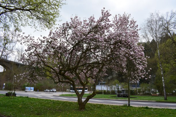 粉红开花树图片下载