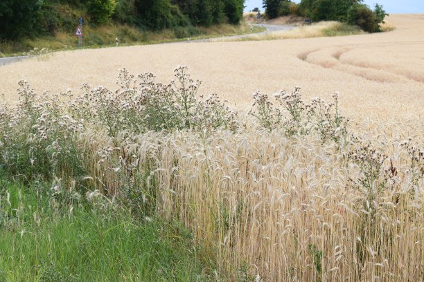 长满蓟的麦田图片下载