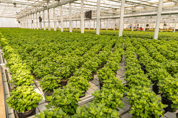 许多人只是种了小菊花图片下载