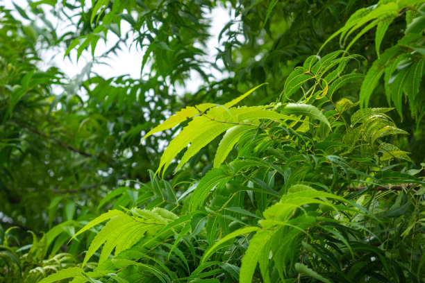 楝树叶子的树枝图片下载