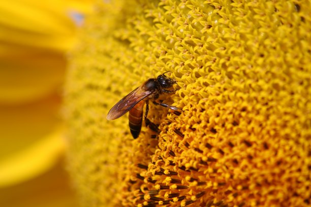 向日葵上的蜜蜂图片下载