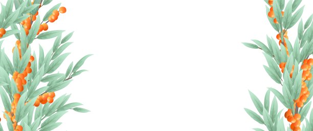 树的沙棘分枝，果实成熟，两侧为框架状。收获可食用的园林植物。无缝合成。有叶子和叶子的树枝。孤立的白色背景。向量图片下载