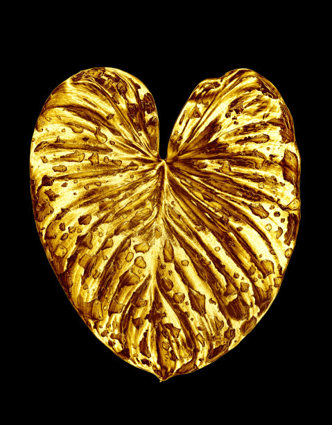 金色叶子水滴黑色背景隔离特写，金色植物叶子，黄色金属叶子，花瓣插画，装饰设计元素，花枝图案，美丽的复古装饰图片下载