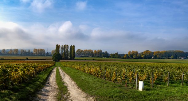 葡萄园在香槟，法国图片下载