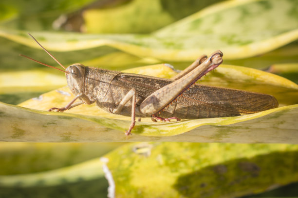 夏天草地上美丽的蚱蜢(微距)图片下载
