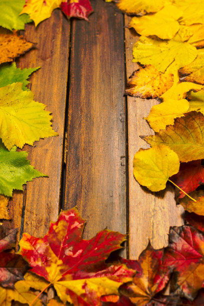 秋天的背景与五颜六色的干树叶图片下载