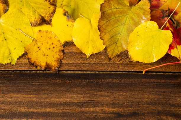 秋天的背景与五颜六色的干树叶图片下载