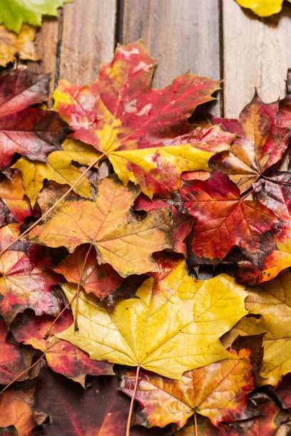 色彩斑斓的秋天枫叶在深色的木制背景图片下载