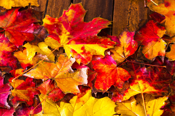 色彩斑斓的秋天枫叶在深色的木制背景图片下载
