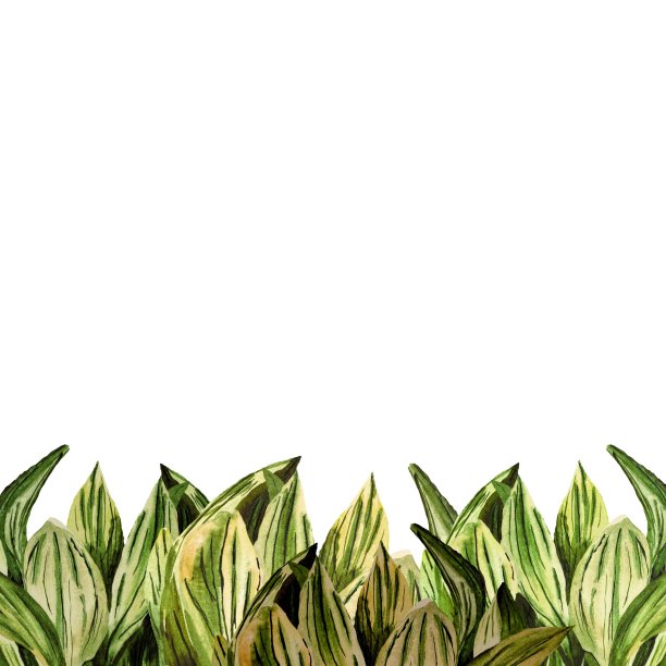 草绿色的叶子边界水彩插图图片下载