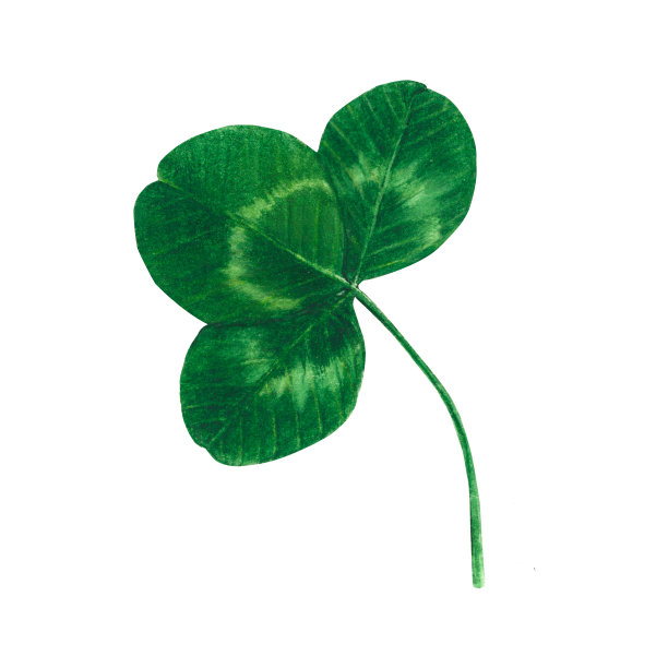 绿色三叶草叶水彩手绘插图孤立在白色背景图片下载