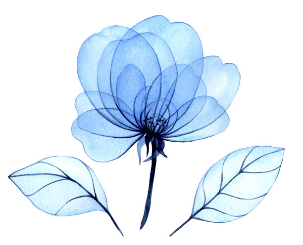 水彩绘画。透明的蓝色牡丹花和叶。精致的插图。x射线图片下载