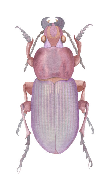 奇妙的水彩丁香甲虫图片下载