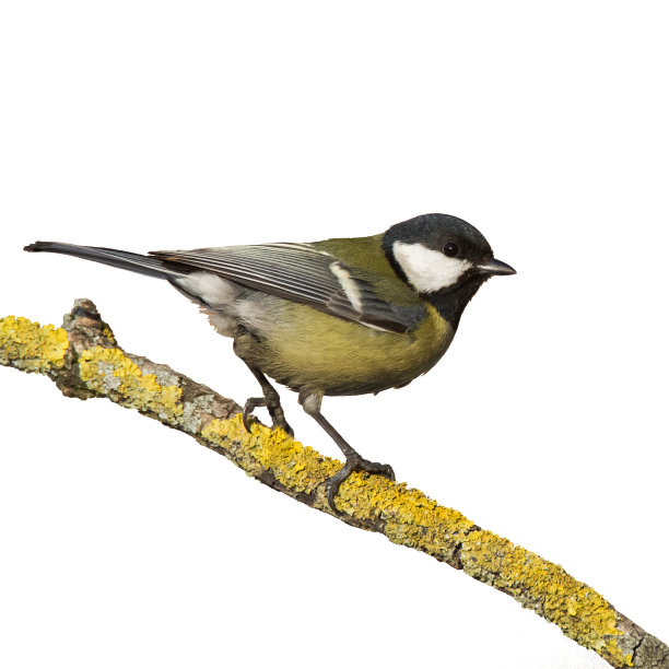 彩色大山雀栖息在树上，鸟孤立在白色背景图片下载