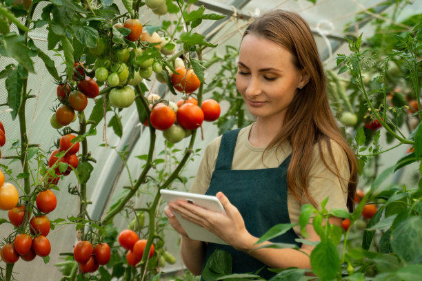 农业企业老板在农场用技术药片检查番茄质量。女农民在农场工作时使用平板电脑图片下载