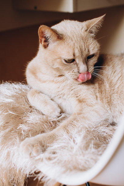 米色猫趴在毯子上舔毛图片下载