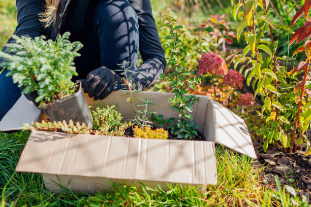 园丁收到了装有不同植物的包裹。工人在秋天的花园打开装有常青树的箱子。交付图片下载