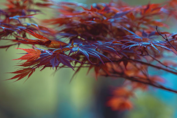 雾中的红枫枝图片下载