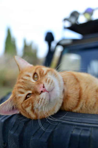 猫躺在汽车引擎盖上的轮胎里图片下载