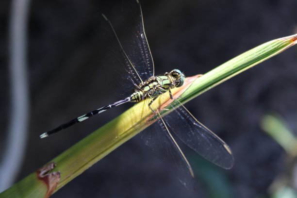 蜻蜓在植物上，选择性聚焦图片下载