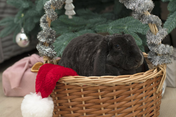 2023年的象征。一只深灰色的兔子坐在柳条篮子里，戴着圣诞老人的帽子图片下载