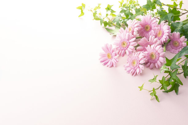 非洲菊花和粉红色的背图片下载