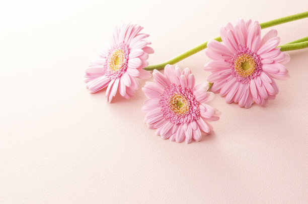 非洲菊花和粉红色的背图片下载