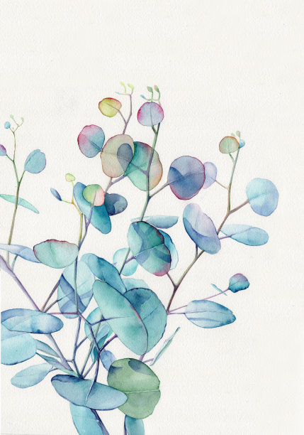 水彩桉叶，白底水彩画图片下载