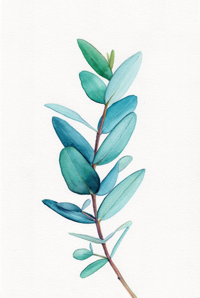 水彩桉树叶，桉树叶，桉树枝，婚礼绿叶桉树叶图片下载
