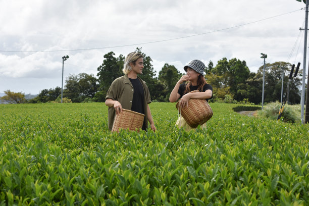 日本/英国男女在日本采茶——库存图片图片下载