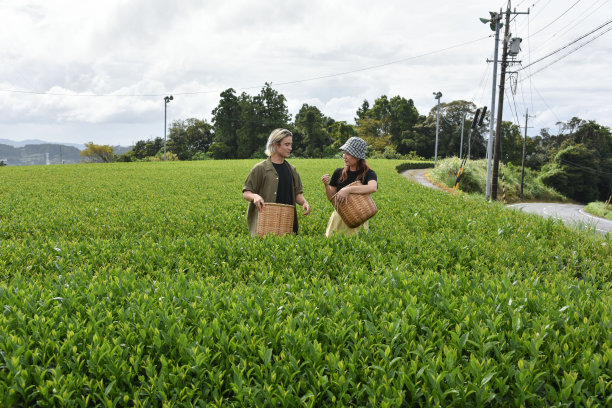 日本/英国男女在日本采茶——库存图片图片下载