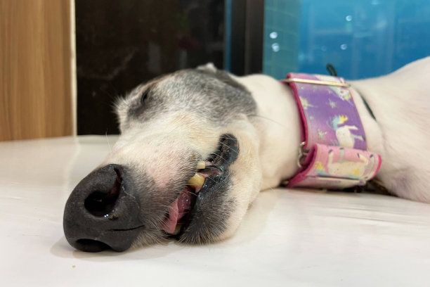 灰狗鼻屎。灰狗的鼻子特写，可爱的狗照片。宠物护理动物生活检疫概念图片下载