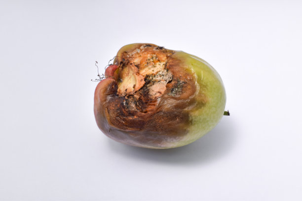 腐烂的玫瑰苹果图片下载