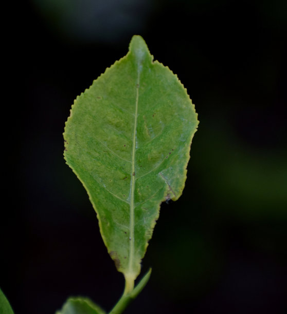 一张茶叶的特写图片下载