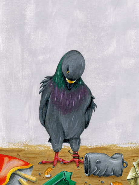 鸽子在街上被垃圾包围图片下载