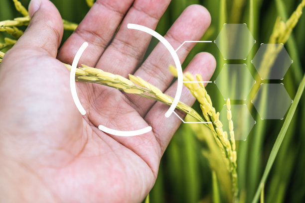 水稻种植图片下载