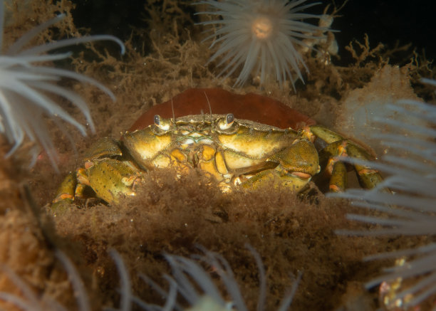 克拉布上Fyne图片下载