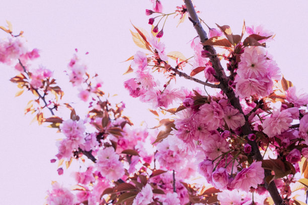 乌克兰春天花园里的一棵粉色开花树图片下载