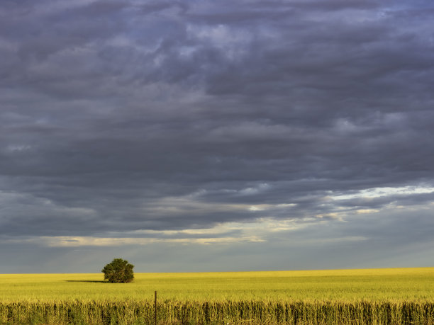 麦田里的单株树图片下载