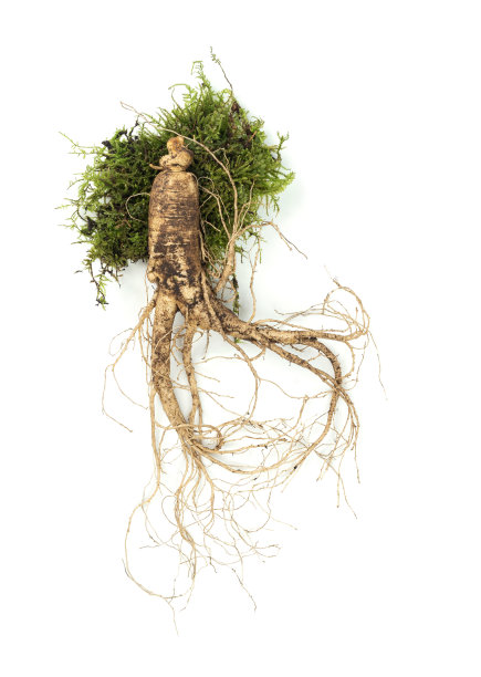 白底韩参图片下载