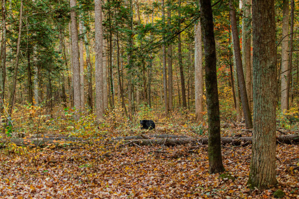 2022年秋天，田纳西州森林里的一只野生黑熊幼崽图片下载