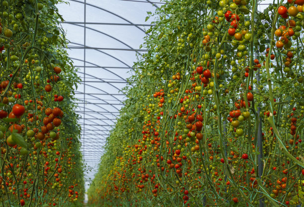 温室里的有机番茄图片下载