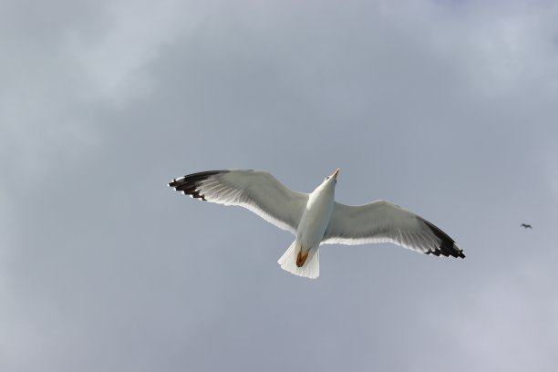 海鸥图片下载